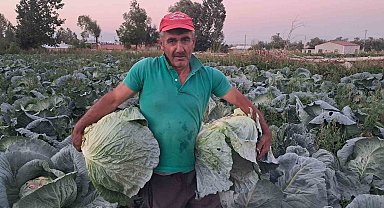 Söğütlü lahanasında hasat başladı