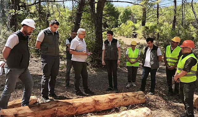 Soma ormanlarında yangın riskine karşı yoğun çalışma
