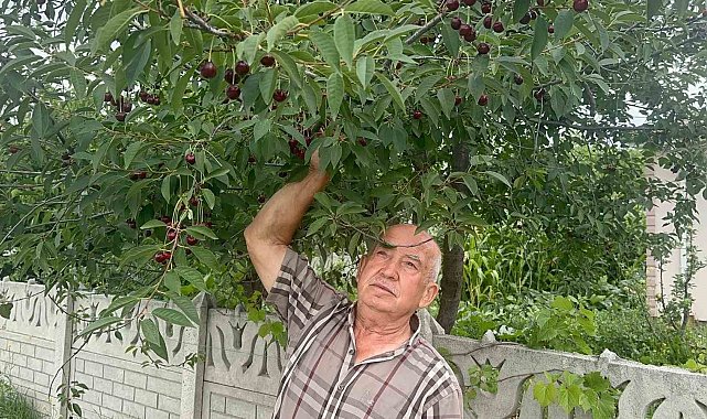 Stokların azlığı ve yüksek aroma tercihi Sultandağı vişnesini değerli yaptı