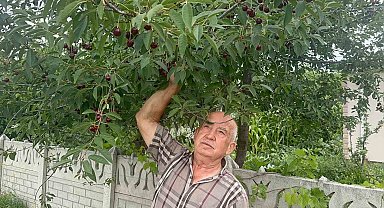 Stokların azlığı ve yüksek aroma tercihi Sultandağı vişnesini değerli yaptı