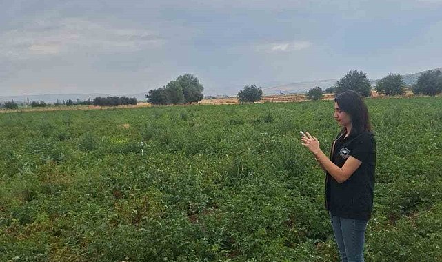Şuhut'ta patates üretim alanlarında saha kontrolleri sürüyor