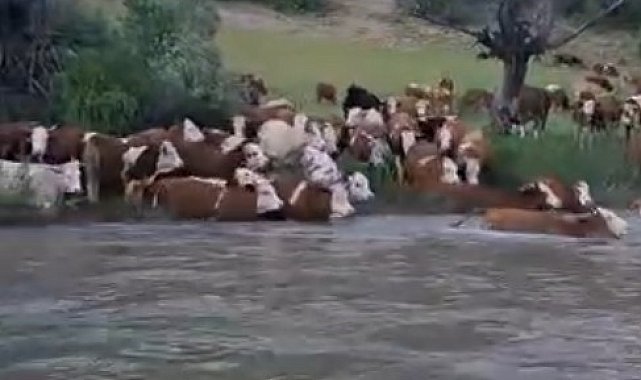 Sürü halinde suya girdiler, Kelkit Çayı'nı yüzerek geçtiler