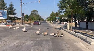 Sürücüleri gülümseten anlar: Kazlar trafiği durdurdu
