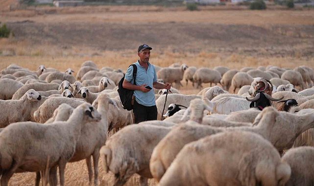 Sürünün içinden ihanet çıktı: Çobanın hırsızlarla kurduğu planı jandarma deşifre etti