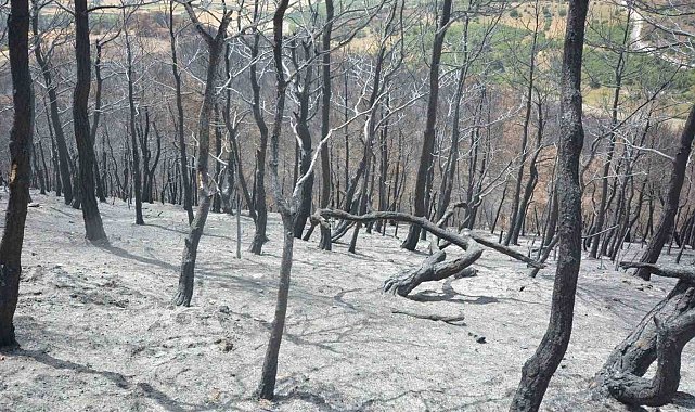 Susurluk'ta yangından etkilenen ormanlık alan yeniden yeşillendirilecek