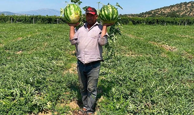 Tarlada para etmeyen karpuzu pazarda kendisi satıyor