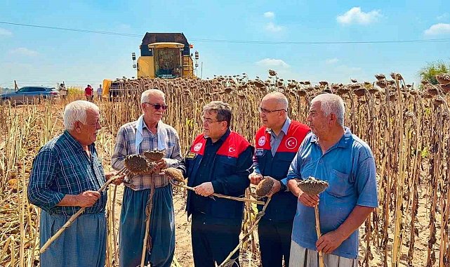 Tarsus'ta ayçiçeğinde 4 bin 485 ton rekolte bekleniyor