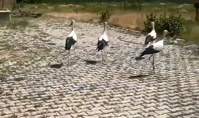 Tedavisi yapılan leylekler doğaya bırakıldı