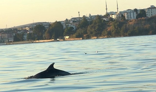 Tekirdağ açıklarında yunus balıkları görüntülendi : Yunus balıkları adeta tekne ile yarıştı