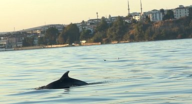 Tekirdağ açıklarında yunus balıkları görüntülendi : Yunus balıkları adeta tekne ile yarıştı