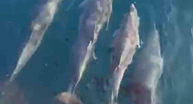 Tekirdağ açıklarında yunusların feribota eşlik etti anlar kamerada