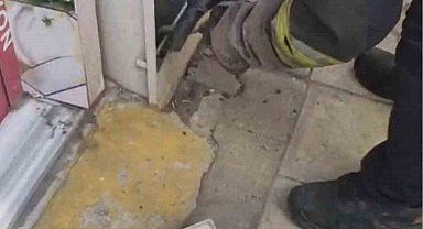 Tekirdağ'da doğalgaz kutusuna giren yılanı kedi fark etti