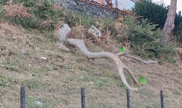 Tekirdağ'da poyraz ağaçları devirdi