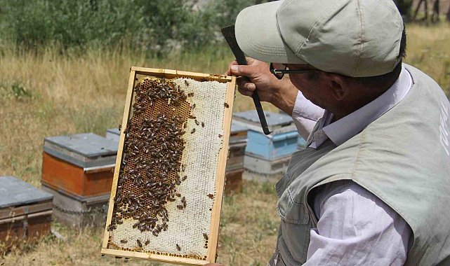 Tescilli Zara Balı sağımı başladı