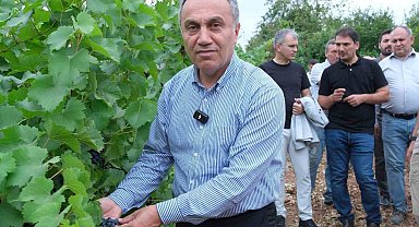 TOGÜ bağlarında sezonun ilk üzüm hasadı yapıldı