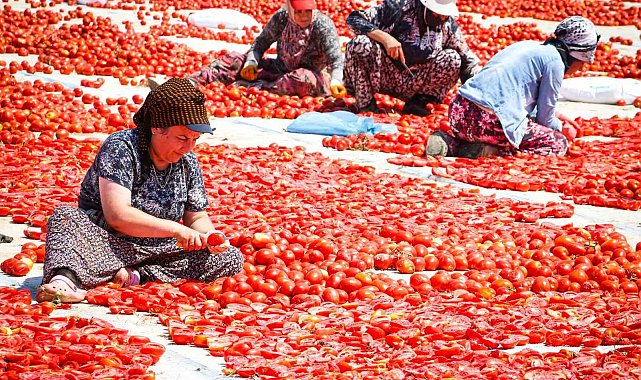 Torbalı'da "Kırmızı Altın" mesaisi