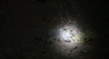 Tunceli'de gece kamerasında domuz ve ayı aynı anda görüntülendi