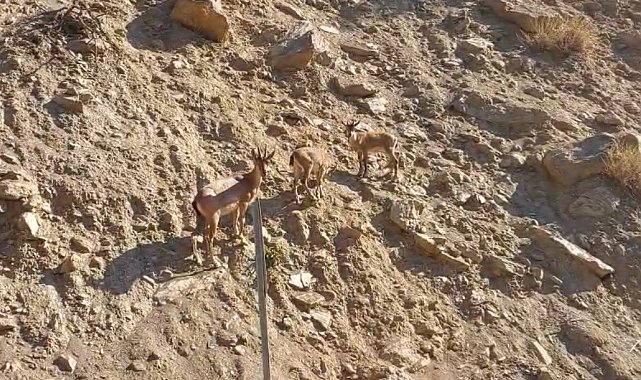 Tunceli'de nesli tükenme tehlikesi altında olan dağ keçileri görüntülendi