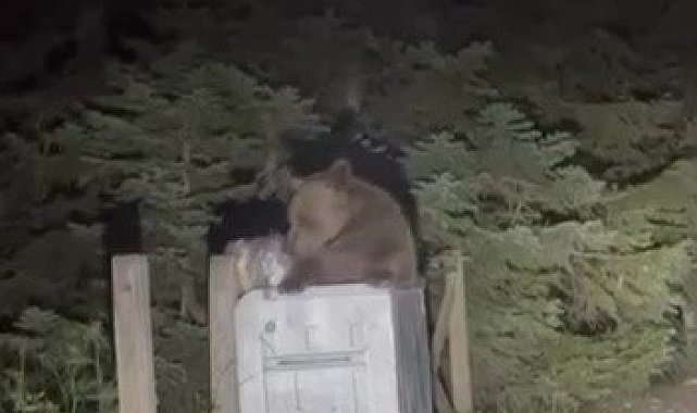 Uludağ'da aç kalan ayı çöpten yemek aradı