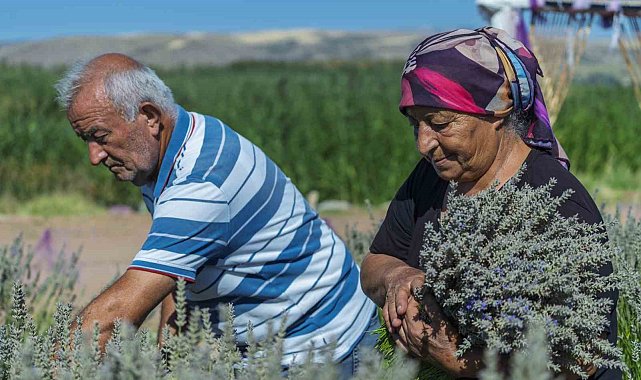 Umutla yetiştirdi, gözyaşlarıyla anlattı: Yaşlı çiftin lavanta bahçesindeki hüzünlü bekleyişi