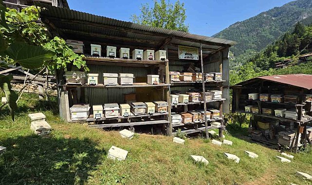 UNESCO korumasındaki Macahel'de bal hasadı başladı