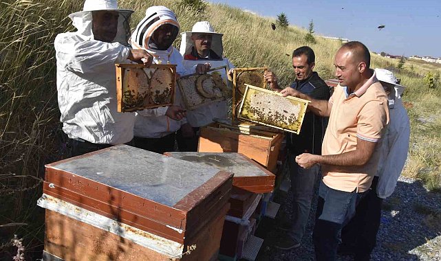Üniversitenin arı işletmesinde bal hasadı başladı