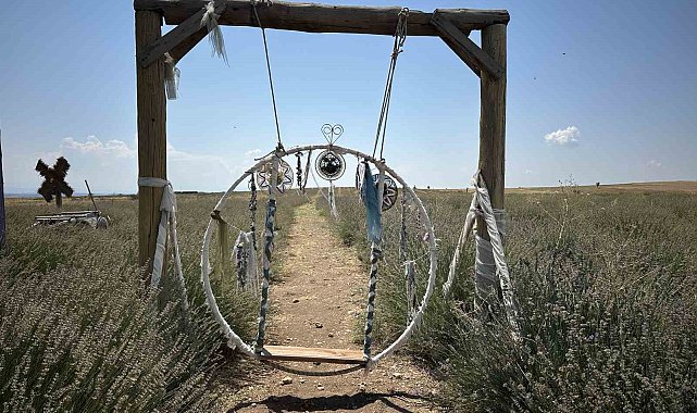 Uşak'ın ilk lavanta bahçesinde 55 dekarlık alanda hasat başladı
