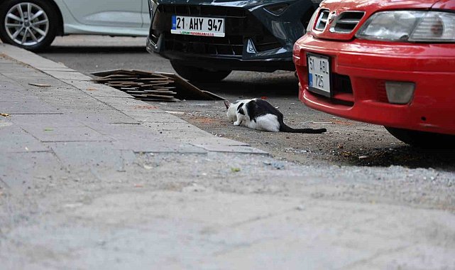 Uzmanından kritik kuduz uyarısı: Kedi tırmalamasıyla da bulaşabilir