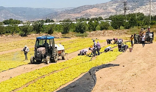 Üzüm üreticilerinin sorunlarını Cumhurbaşkanlığına aktarıldı