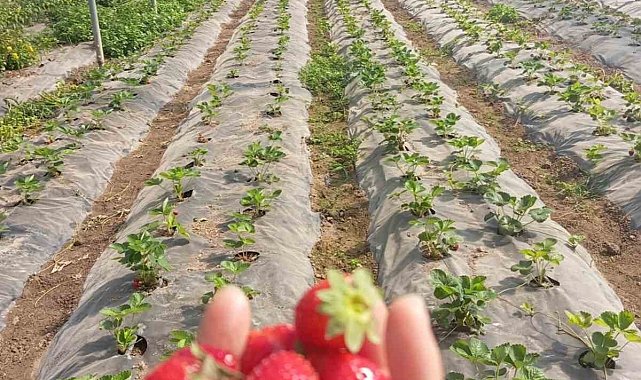 Üzümsü meyve bahçelerinde teknik kontrol yapıldı