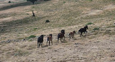 Yaban hayatının simgelerinden olan yılkı atları, yaylalarda görüntülendi