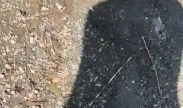 Yakaladığı yılanla arkadaşını kovaladı