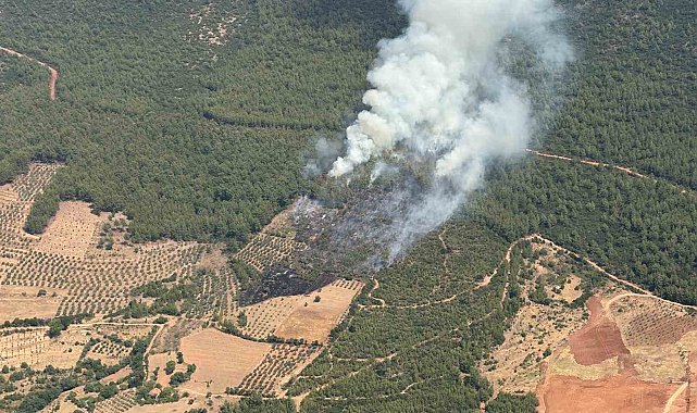 Yatağan'da zirai alanda başlayan yangın ormana sıçradı