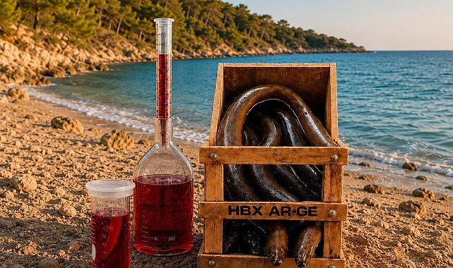 Yılan balıklarının üreme ve göç sırrı asırlardır çözülemiyor