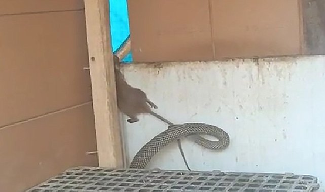 Yılanın fareyi yakaladığı anlar kamerada