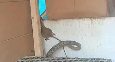 Yılanın fareyi yakaladığı anlar kamerada