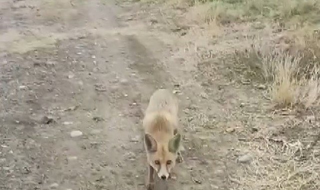Yolda karşısına çıkan tilkiyi çerezle besledi