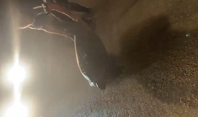 Yolunu şaşıran caretta carettayı kucağına alıp denize kavuşturdu