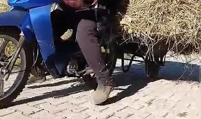Yüksekovalı vatandaşın pratik zekası: Motosikletin arkasına el arabası bağlayarak üzerinde ot taşıdı