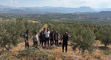 Zeytin ağaçlandırması orman köylüsüne gelir kapısı oluyor