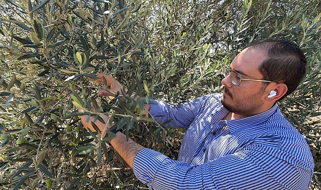 Zeytin hasadı bu yıl 20 gün erken başlayabilir