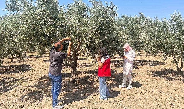 Zeytin sineğine karşı Manisa'da bahçeler tek tek kontrol ediliyor