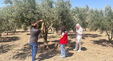 Zeytin sineğine karşı Manisa'da bahçeler tek tek kontrol ediliyor