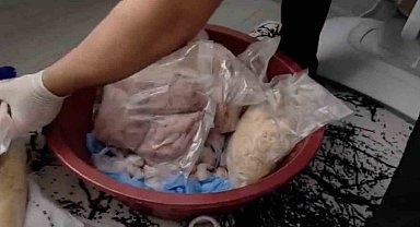 1 ton 958 kiloluk bonzai operasyonu: 2 şüpheli tutuklandı