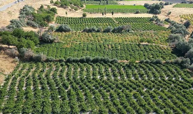 2 bin 800 yıllık coğrafi işaretli Erciş üzümünde bağ bozumu başladı