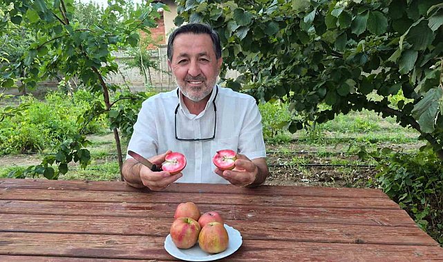 200 yıllık tescilli lezzet Sorgun'da hayat buldu: İçi dışı kırmızı elma kan şekerini dengeliyor