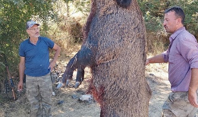 285 kiloluk dev domuz görenleri hayrete düşürdü