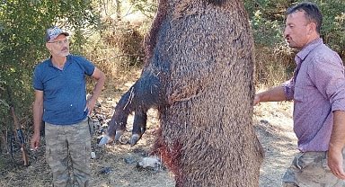 285 kiloluk dev domuz görenleri hayrete düşürdü