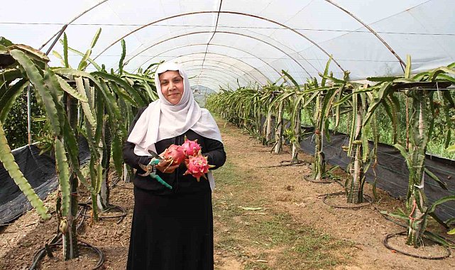 'Burada yetişmez' diyenlere inat üretime başladı, 1 tonun üzerinde ürün bekliyor