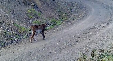 'Ormanın hayaleti' vaşak kameraya yansıdı